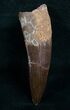 Inch Spinosaurus Tooth - Awesome Enamel #4842-2